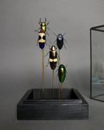 Scarabée Support de corps entier pour taxidermie -