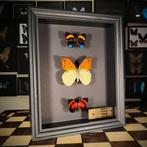 Vlinder Taxidermie volledige montage - Premium - Callicore
