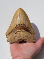 Megalodon - Fossiele tand - 11.7 cm - 9.3 cm