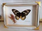 Papillon Support mural pour taxidermie - Ornithoptera