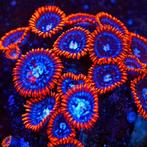 Zoanthus Fire &amp; Ice S (4-5 poliepen)