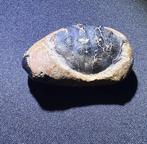 Crabe - Carapace fossilisée - Zanthopsis Leachii - 5 cm