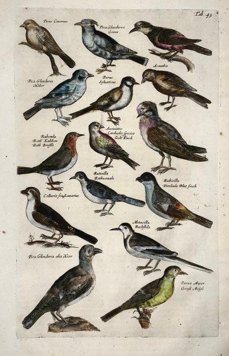 Matthäus I Merian (1593-1650) - 2 Folios with engravings of, Antiek en Kunst, Antiek | Boeken en Manuscripten