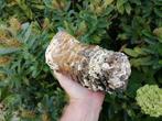 Wolharige mammoet - Fossiele kies - Mammuthus primigenius, Verzamelen, Mineralen en Fossielen