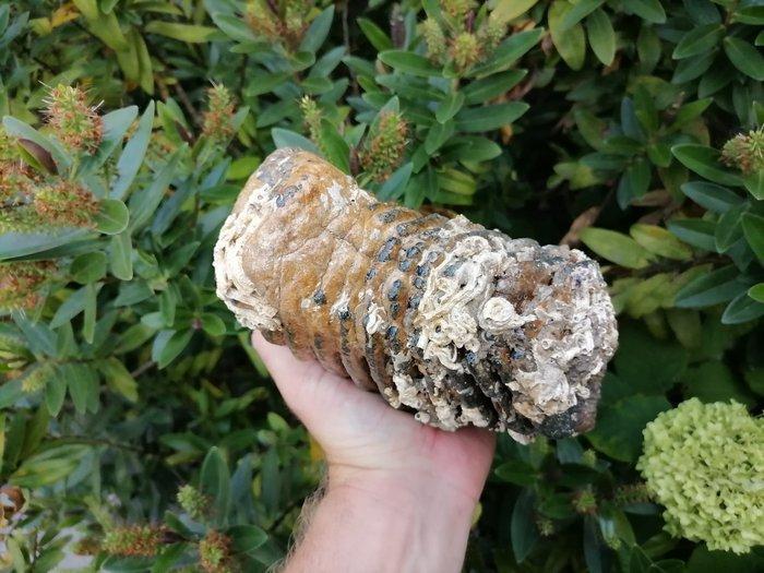 Wolharige mammoet - Fossiele kies - Mammuthus primigenius, Verzamelen, Mineralen en Fossielen