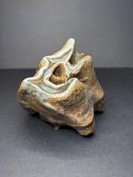 Wolharige neushoorn - Fossiele kies - Coelodonta