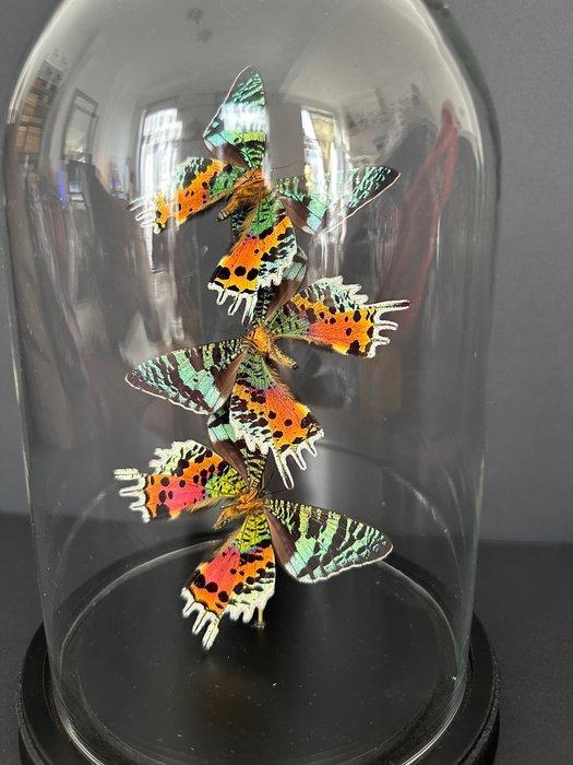 Madagascan Moon Moth Support de corps entier pour taxidermie, Antiquités & Art, Art | Objets design