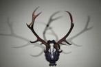 Large Red Stag - head-mount on shield - Taxidermie, Nieuw