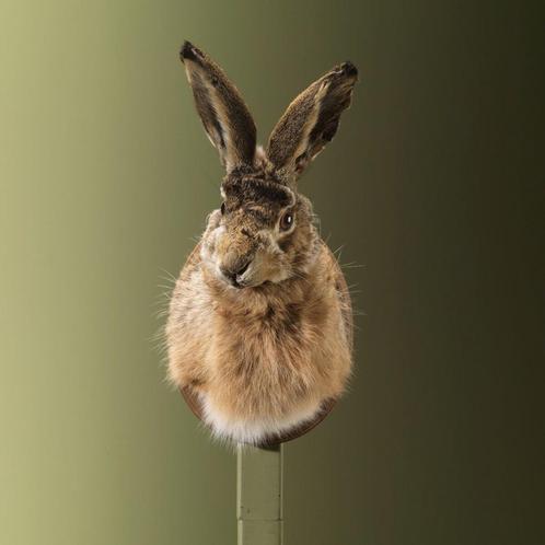 Haas Taxidermie Opgezette Dieren By Max, Verzamelen, Dierenverzamelingen, Opgezet dier, Nieuw, Wild dier, Ophalen of Verzenden