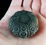 Indrukwekkende zee-egel!!! - Uitzonderlijke maat in deze, Verzamelen, Mineralen en Fossielen