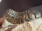 Fossiel - Gefossiliseerd dier - Phacops - 5 cm (Zonder