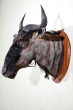 Blue Wildebeest Schedel - Connochaetes taurinus - 55 cm - 70, Verzamelen, Dierenverzamelingen, Nieuw