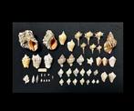 Shell Collectie GEEN RESERVE! Zeeschelp - Charoniidae,, Nieuw
