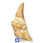 Mooi bewaard Gavialimimus almaghribensis (Zeldzame