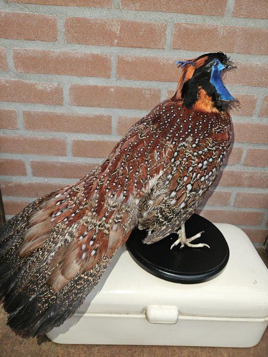 Tragopan satir haan Taxidermie volledige montage - Tragopan, Verzamelen, Dierenverzamelingen