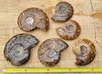 Set of 6 large Ammonites (3.9kg) - Gefossiliseerde schelp -, Verzamelen