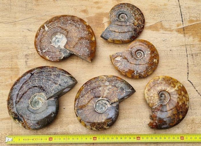 Set of 6 large Ammonites (3.9kg) - Gefossiliseerde schelp -, Verzamelen, Mineralen en Fossielen
