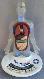 Anatomisch model - Kunststof, Plastic - 2007 - Anatomie