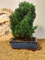Jeneverbes bonsai (Juniperus) - Hoogte (boom): 28 cm -