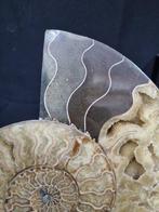 Beautiful big Ammonite - Gefossiliseerd dier - Aioloceras, Collections, Minéraux & Fossiles