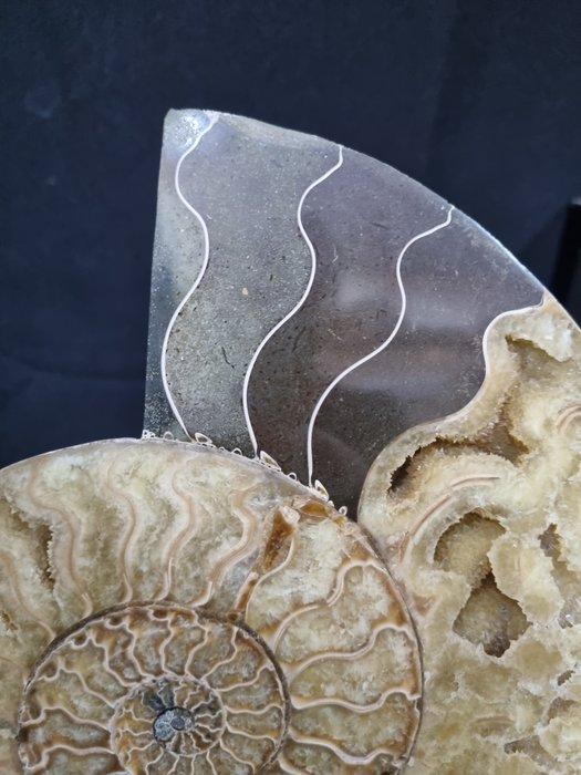 Beautiful big Ammonite - Gefossiliseerd dier - Aioloceras, Collections, Minéraux & Fossiles