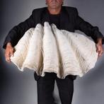 Reuzenschelp van de mossel - Hars - Replica Zeeschelp -