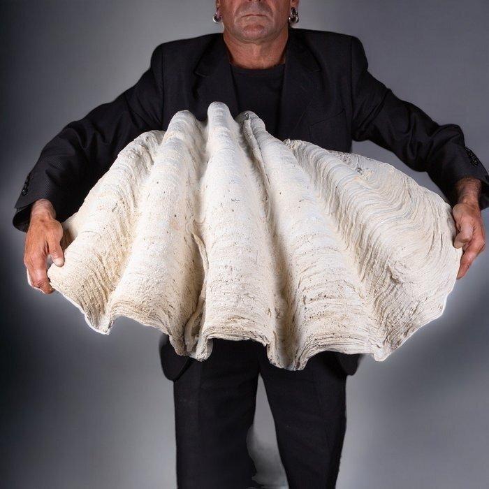 Reuzenschelp van de mossel - Hars - Replica Zeeschelp -, Antiek en Kunst, Curiosa en Brocante