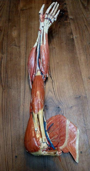 Auzoux - Medisch instrument - Antiek anatomisch model van, Antiek en Kunst, Antiek | Wandborden en Tegels