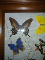 Fotolijst - Hout - ware vlinders