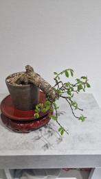 Bonsai van een iep - Hoogte (boom): 17 cm - Diepte (boom):, Antiek en Kunst