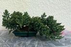 Jeneverbes bonsai (Juniperus) - Hoogte (boom): 14 cm -, Antiek en Kunst, Kunst | Schilderijen | Klassiek