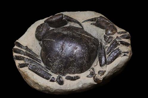 Krab - Gefossiliseerd dier - Tumidocarcinus giganteus - 18.5, Verzamelen, Mineralen en Fossielen