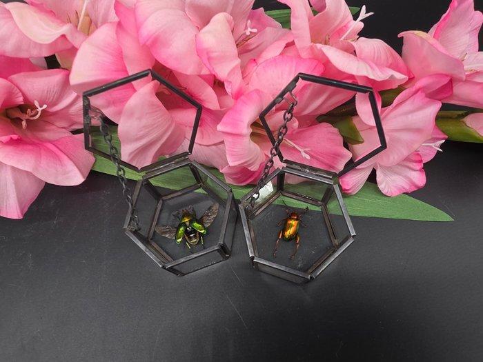 Doos (2) - Glas, Metaal - Zeldzame insecten, Antiek en Kunst, Kunst | Designobjecten