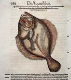 Conrad Gesner (1516-1565) Flatfish, Sole, Flounder, Brill,, Antiek en Kunst