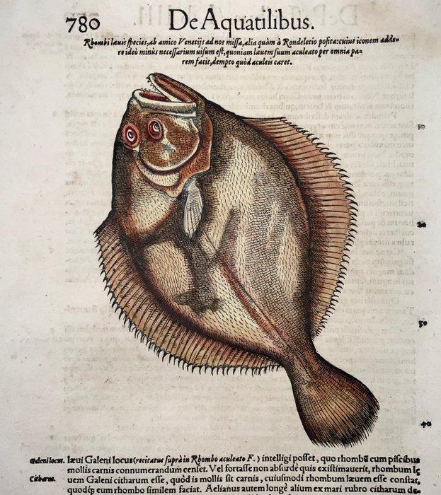 Conrad Gesner (1516-1565) Flatfish, Sole, Flounder, Brill,, Antiek en Kunst, Antiek | Boeken en Manuscripten