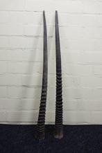 Gemsbok Hoorns - Oryx gazella - 3 cm - 3 cm - 90 cm-