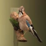 Gaai Taxidermie Opgezette Dieren By Max, Ophalen of Verzenden, Nieuw, Vogel, Opgezet dier