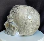 8 Enorme menselijke schedel, met de hand gehouwen in, Verzamelen, Mineralen en Fossielen