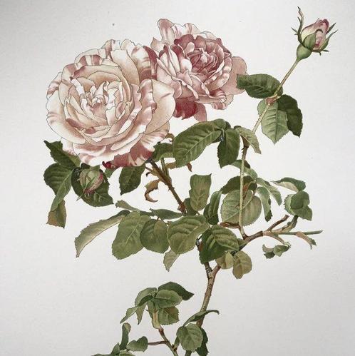 Ellen Ann Willmott; Alfred Parsons (b. 1847) - 4 large folio, Antiek en Kunst, Curiosa en Brocante