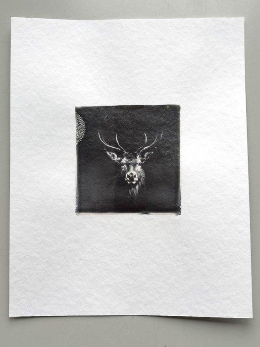 Christof René Schmidt - Hirsch, Antiquités & Art, Art | Objets design