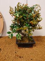Vuurdoorn bonsai (Pyracantha) - Hoogte (boom): 26 cm -
