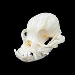 Hond Schedel van een zoogdier - Real domestic dog skull -, Verzamelen, Dierenverzamelingen, Nieuw