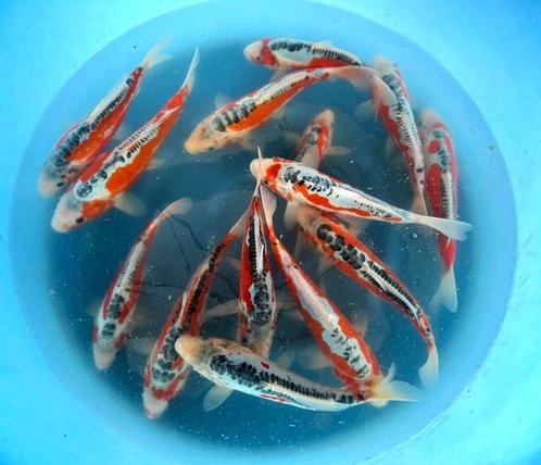 Hirasawa Marusei 28-35cm (Japanse Koi), Tuin en Terras, Vijvers, Nieuw, Ophalen of Verzenden
