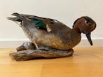 Eend Taxidermie volledige montage - Anas carolinensis - 13, Nieuw