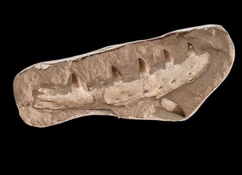 Zeereptiel - Gefossiliseerde kaak - Mosasaurio Prognathodon, Verzamelen, Mineralen en Fossielen