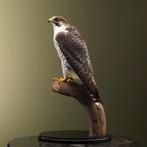 Hybride Valk Taxidermie Opgezette Dieren By Max, Ophalen of Verzenden, Opgezet dier