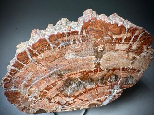 Bois fossilisé - Araucaria sp., Collections, Minéraux & Fossiles