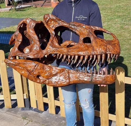 Dinosaure Crâne - 1:1 Allosaurus Skull 83cm Museum Quality -, Antiek en Kunst, Kunst | Designobjecten