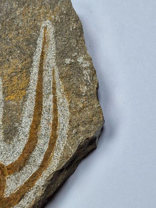 Crinoide - Gefossiliseerd dier - 13 cm (Zonder Minimumprijs), Verzamelen, Mineralen en Fossielen