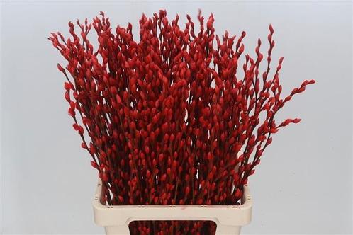 Katwilg wilgenkatjes gekleurde katjeswilg rood salix bundel, Hobby en Vrije tijd, Knutselen, Nieuw